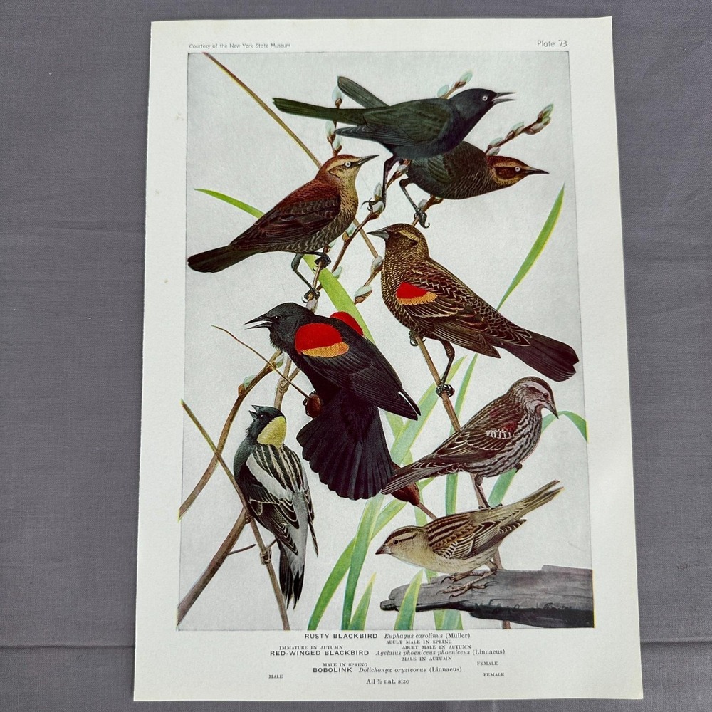Louis Fuertes Rusty Red-Winged Blackbirds Bobolink 1936 Vintage Plate Wall Art